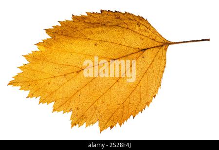 Giallo caduto foglie di Albero di biancospino isolati su sfondo bianco Foto Stock