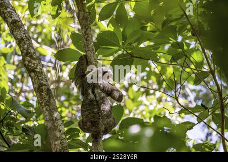 Bradipo dalla gola bruna (Bradypus variegatus) in un albero, Parco Nazionale di Cahuita, Costa Rica, America centrale Foto Stock