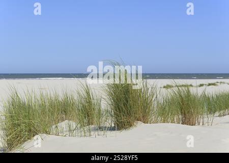 Duna con erba di marram (Ammophila arenaria), cielo azzurro, Mare del Nord, Juist, Isole Frisone orientale, bassa Sassonia, Germania, Europa Foto Stock