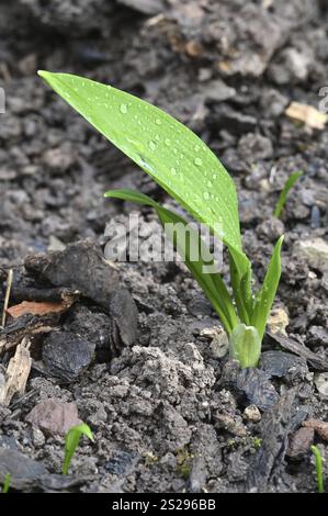 Batt di aglio selvatico (Allium ursinum), primavera, Germania, Baviera, bassa Franconia, Europa Foto Stock
