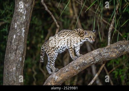 Hunched Ocelot in piedi su un tronco di albero nel Pantanal Foto Stock