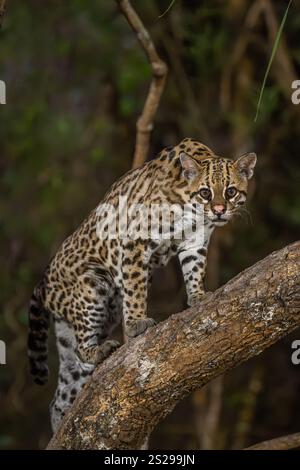 Ocelot in piedi su un tronco di albero inclinato nel Pantanal Foto Stock