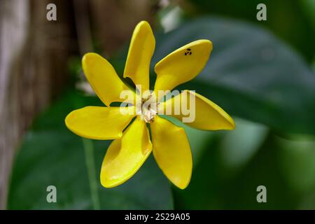 Vista ravvicinata del Kedah Gardenia giallo o del fiore di Gardenia dorata Foto Stock