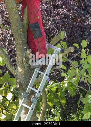 Un giardiniere taglia un albero. Lavoro in giardino. Austria Foto Stock