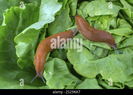 Una lumaca in giardino mangia una foglia di lattuga. Peste delle lumache in giardino Foto Stock