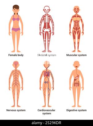 Anatomia femminile. Illustrazione vettoriale di nervi e sistemi muscolari, cuore e altri organi. Anatomia scheletrica femminile, sistema nervoso e digestione fema Foto Stock