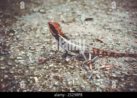 Crested Lizard nella giungla, Khao Sok National Park, Thailandia Foto Stock