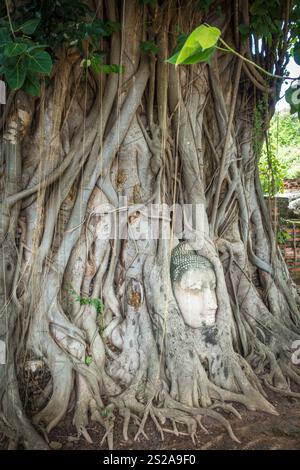 Testa di Buddha in radici di albero, Wat Phra Mahathat tempio, Ayutthaya, Thailandia Foto Stock