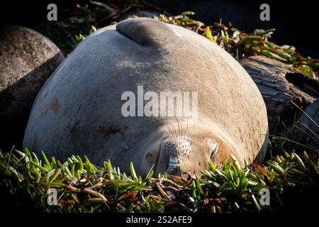 Foca elefante del nord (Mirounga angustirostris), che dorme sulla spiaggia. Questi enormi mammiferi marini sbarcano in inverno per riprodursi. Foto Stock