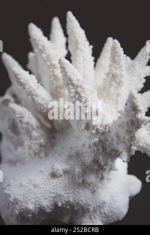 Ramo di corallo secco isolato su sfondo nero Foto Stock