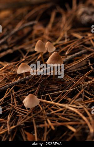 Piccoli funghi Marasmius che crescono tra aghi di pino caduti in una foresta Foto Stock