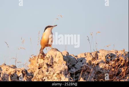 Eastern Rock Nuthatch (Sitta tephronota) vive nelle aree rocciose delle alte pendici montane nella regione dell'Anatolia sudorientale della Turchia. Lo è anche Foto Stock