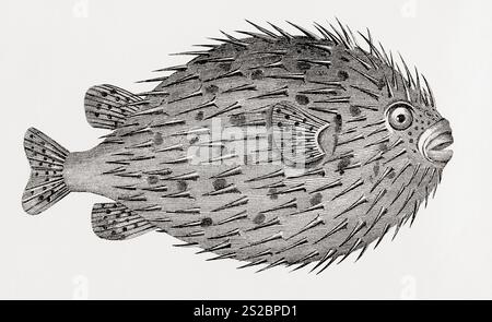 Il porcupinefish (Diodon hystrix), noto anche come porcupinefish maculato, porcupinefish maculato o semplicemente porcupinefish. Da The National Encyclopedia: A Dictionary of Universal Knowledge, pubblicato nel 1890 Foto Stock