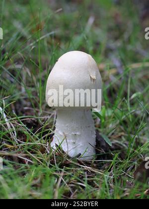 Agaricus arvensis, comunemente noto come fungo di cavallo, fungo commestibile selvatico proveniente dalla Finlandia Foto Stock