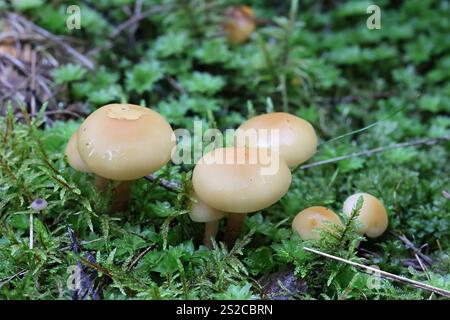 Hypholoma capnoides, comunemente noto come Conifer Tuft, fungo finlandese Foto Stock
