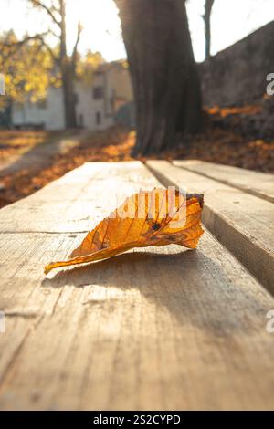 una foglia appena caduta dall'albero su una panchina di legno Foto Stock
