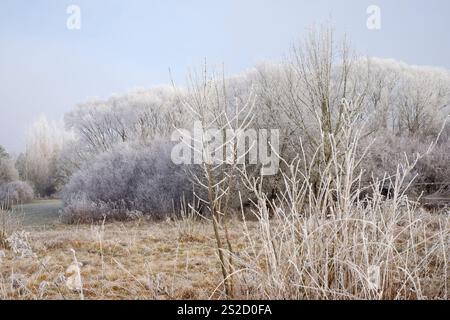 hoar frost o rime copre campi alberi cespugli nella campagna rurale paesaggio invernale contea di zala ungheria Foto Stock
