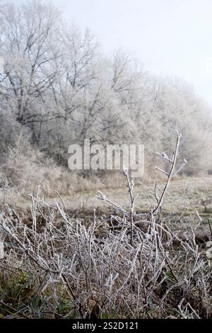 hoar frost o rime copre campi alberi cespugli nella campagna rurale paesaggio invernale contea di zala ungheria Foto Stock