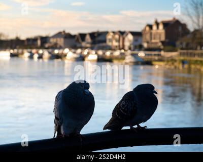 Piccioni arroccati su una recinzione sul Tamigi ad Abingdon. Questo è Saint Helen's Wharf, un famoso luogo di bellezza sul Tamigi, appena a monte della media Foto Stock