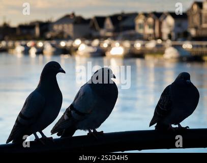 Piccioni arroccati su una recinzione sul Tamigi ad Abingdon. Questo è Saint Helen's Wharf, un famoso luogo di bellezza sul Tamigi, appena a monte della media Foto Stock