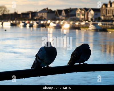 Piccioni arroccati su una recinzione sul Tamigi ad Abingdon. Questo è Saint Helen's Wharf, un famoso luogo di bellezza sul Tamigi, appena a monte della media Foto Stock