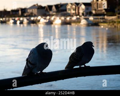 Piccioni arroccati su una recinzione sul Tamigi ad Abingdon. Questo è Saint Helen's Wharf, un famoso luogo di bellezza sul Tamigi, appena a monte della media Foto Stock