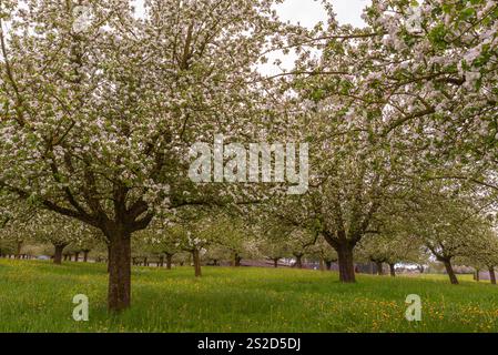 Primo piano di meli in fiore su un frutteto prato, Egnach, Canton Thurgau, Svizzera Foto Stock