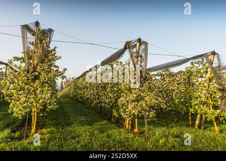 Frutteto con meli in fiore in fila, Egnach, Canton Thurgau, Svizzera Foto Stock