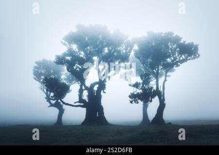 Silhouette di alberi di alloro nella foresta di Fanal nella nebbia mattutina, Paul da Serra, Madeira, Portogallo Foto Stock