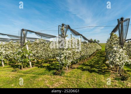 Frutteto con filari di meli in fiore, Egnach, Cantone di Thurgau, Svizzera Foto Stock