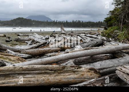 Una pila di alberi e tronchi bagnati su una spiaggia sabbiosa, Tofino, Isola di Vancouver, Columbia Britannica, Canada Foto Stock