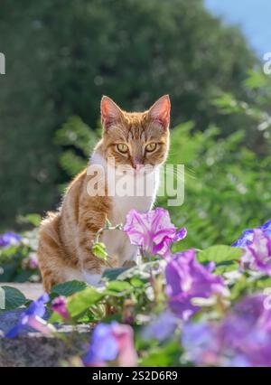 Adorabile gatto, tabby rosso con bianco, seduto in mezzo a un bellissimo fiore color viola del Morning-Glory, Ipomoea Foto Stock