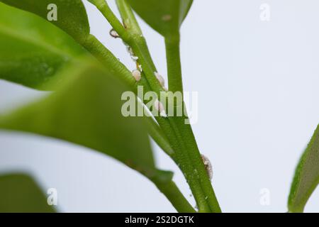 Pianta foglia con insetto. Mealybug su un albero da vicino. Problema di giardinaggio, pianta di casa dei fiori danneggiata Foto Stock
