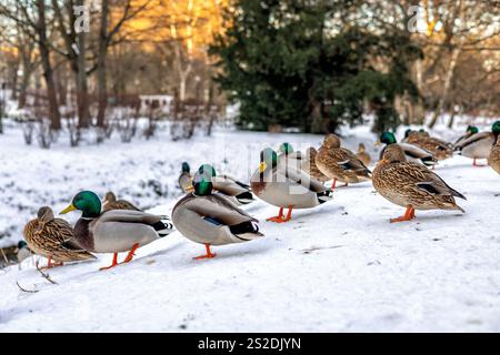 Gruppo di anatre selvatiche in piedi nella neve sulla riva di un fiume in un parco cittadino. Foto Stock