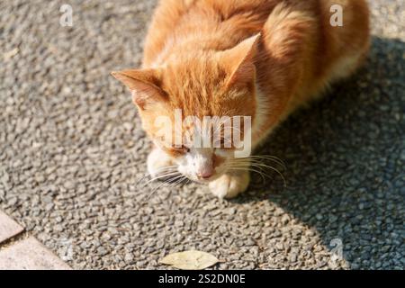 gatto con pelle gialla e bianca Foto Stock