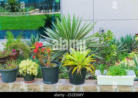 Vasi di fiori all'aperto con piante dal clima arido del deserto nel giardino d'inverno sulla terrazza sul tetto. Composizione di piante in vaso di fiori di stagione sul giardino con balcone. Foto Stock