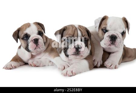 Ritratto di tre cuccioli Bulldog inglesi (di sei settimane) isolati su sfondo bianco Foto Stock