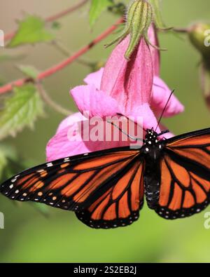La farfalla Monarch con le ali aperte si nutre del nettare dal fiore rosa brillante nel giardino primaverile sotto la luce soffusa del sole, California, USA, aprile 2024 Foto Stock