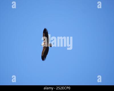 Un Griffon Vulture Gyps fulvus vola contro il cielo blu a Ronda in Spagna Foto Stock