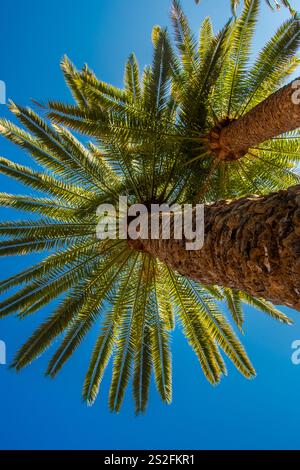 La vista dal basso di due palme Foto Stock