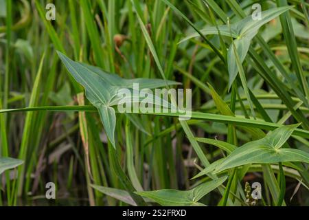 La pianta acquatica selvatica Sagittaria sagittifolia cresce in acque a flusso lento. Foto Stock