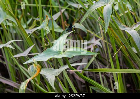 La pianta acquatica selvatica Sagittaria sagittifolia cresce in acque a flusso lento. Foto Stock