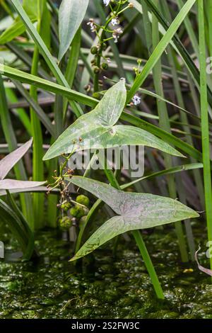 La pianta acquatica selvatica Sagittaria sagittifolia cresce in acque a flusso lento. Foto Stock