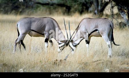 Orici dell'Africa orientale (Oryx beisa) combattono nella riserva nazionale di Samburu, Kenya. Foto Stock