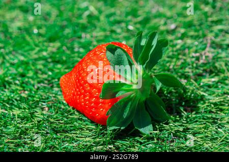 Una sola fragola matura con foglie verdi attaccate poggia su una lussureggiante erba verde. Il colore rosso intenso della fragola contrasta nettamente con lo sfondo verde, Foto Stock