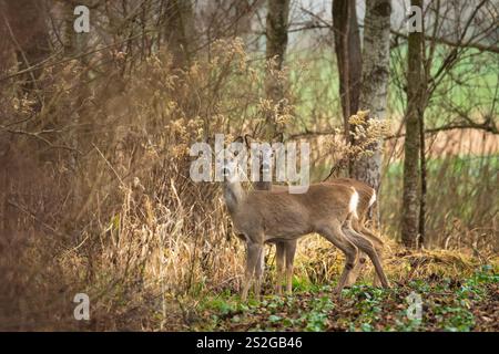 Un paio di caprioli nei cespugli, Polonia orientale Foto Stock
