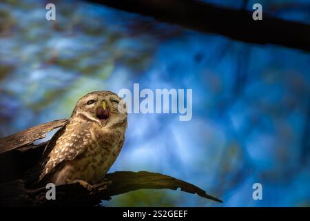Un gufo maculato sbadiglia ampiamente tra i rami del Keoladeo National Park, catturando l'essenza della fauna selvatica in un momento sereno di tranquillità della natura Foto Stock