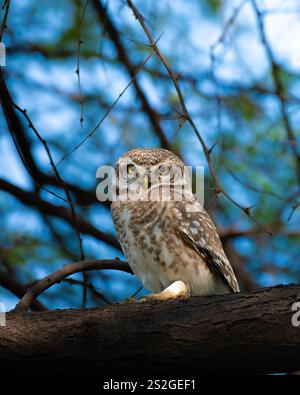 Un gufo maculato arroccato graziosamente tra i rami del Parco Nazionale di Keoladeo, incarnando la bellezza serena e l'eleganza tranquilla della natura selvaggia. Foto Stock