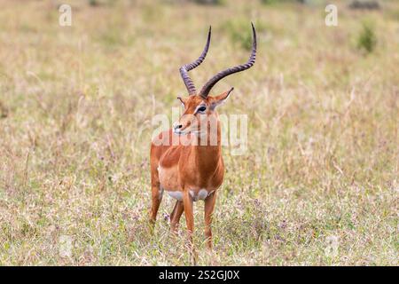 Impala maschile selvaggia, Kenya Foto Stock