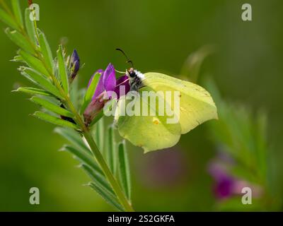 Brimstone Butterfly si nutre di Common Vetch Foto Stock